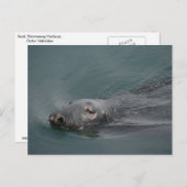 Seal, Stornoway Harbour, Outer Hebrides Postkarte (Vorne/Hinten)
