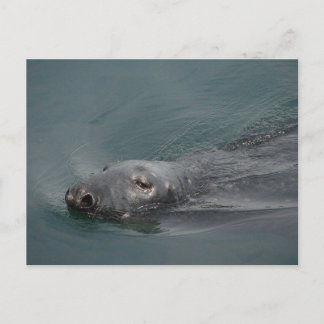 Seal, Stornoway Harbour, Outer Hebrides Postkarte