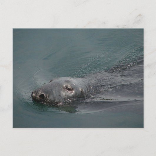 Seal, Stornoway Harbour, Outer Hebrides Postkarte (Vorderseite)