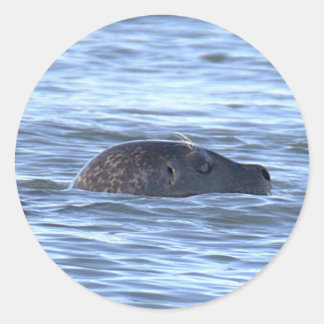 Seal Swimming in Ocean Stickers