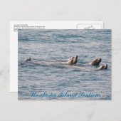 Sealion Family, Insel Unalaska Postkarte (Vorne/Hinten)