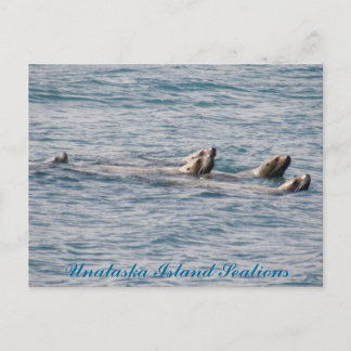 Sealion Family, Insel Unalaska Postkarte