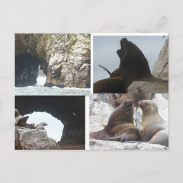 Seals Peru Collage DIY Postcard Feiertagspostkarte