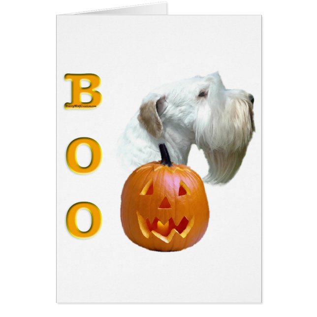 Sealyham Terrier Boo (Vorne)