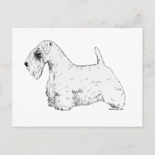 Sealyham Terrier Postkarte