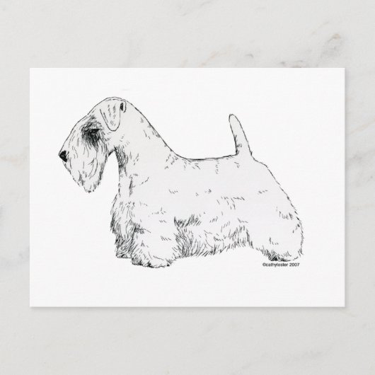 Sealyham Terrier Postkarte (Vorderseite)