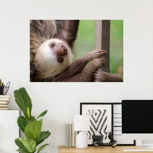Sean Graesser Sloth Poster (Heimbüro)