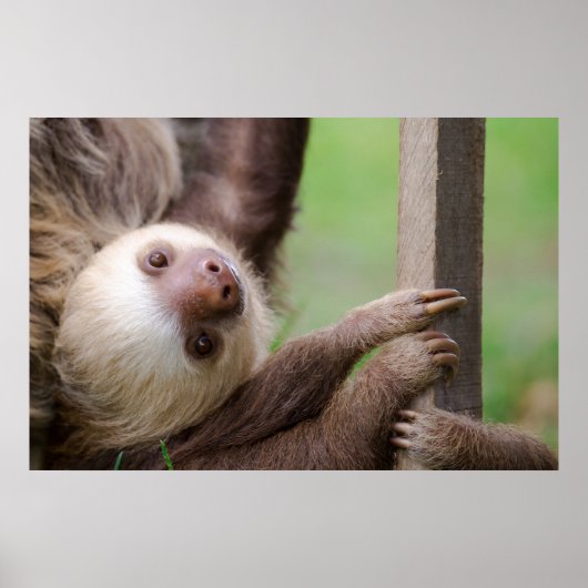 Sean Graesser Sloth Poster (Vorne)