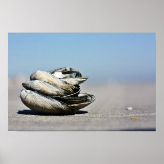 Seaschore Poster