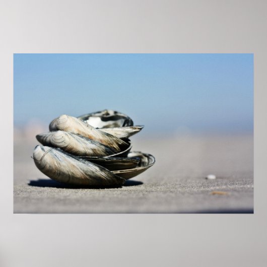 Seaschore Poster (Vorne)