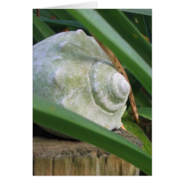 Seashell (Vorne)