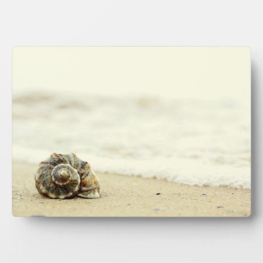 Seashell allein am Strand Fotoplatte (Vorderseite)