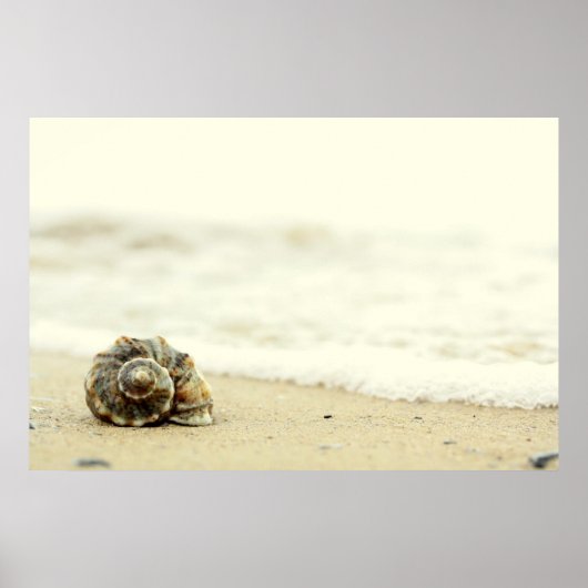 Seashell allein am Strand Poster (Vorne)