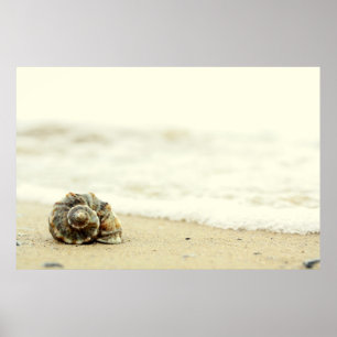 Seashell allein auf Strand Poster