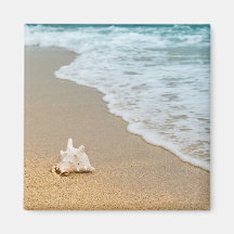 Seashell am Strand