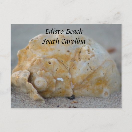 Seashell am Strand Postkarte (Vorderseite)