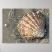 Seashell am Strandplakat Poster (Vorne)