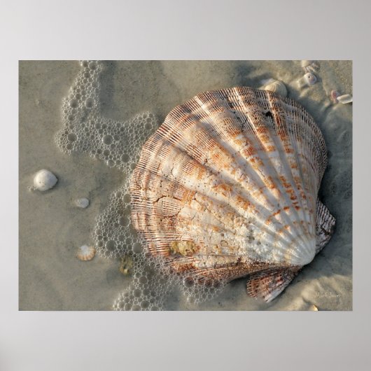 Seashell am Strandplakat Poster (Vorne)
