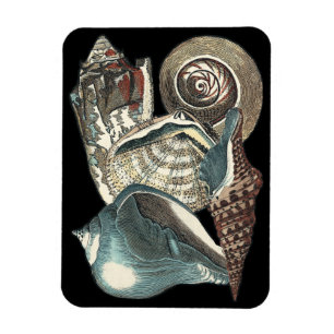 Seashell-Anthologie Magnet
