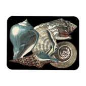 Seashell Anthology Magnet (Horizontal)