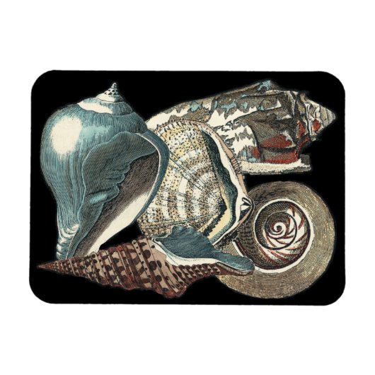 Seashell Anthology Magnet (Horizontal)