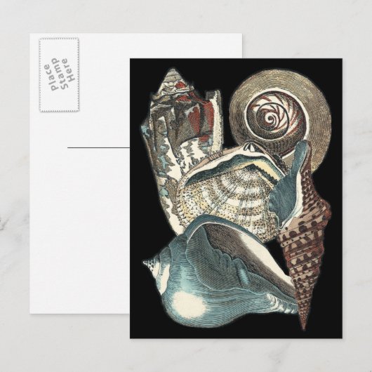 Seashell Anthology Postkarte (Vorne/Hinten)