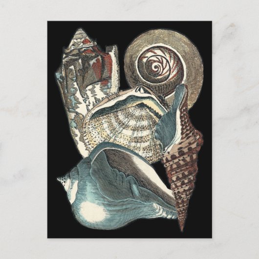 Seashell Anthology Postkarte (Vorderseite)