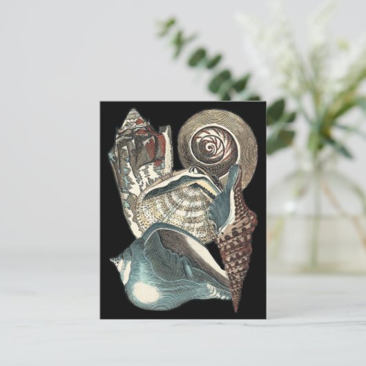 Seashell Anthology Postkarte (Stehend Vorderseite)