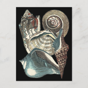 Seashell Anthology Postkarte