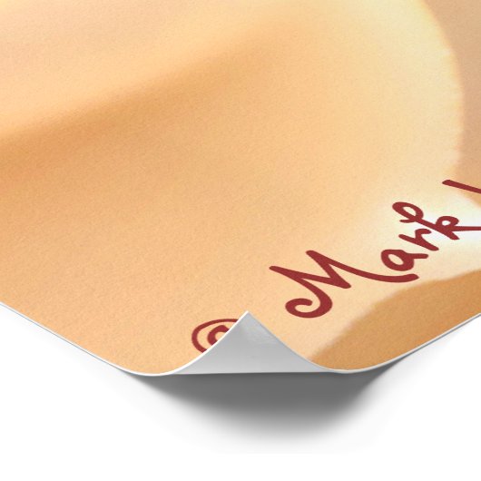 Seashell Architecture Poster (Ecke)