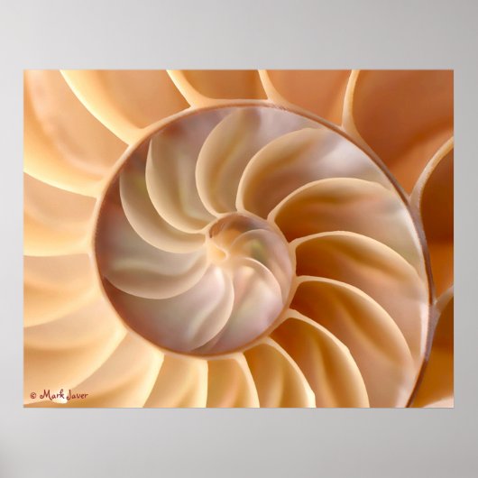 Seashell Architecture Poster (Vorne)