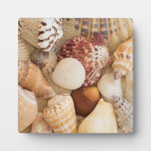 Seashell-Arrangement Fotoplatte (Vorderseite)