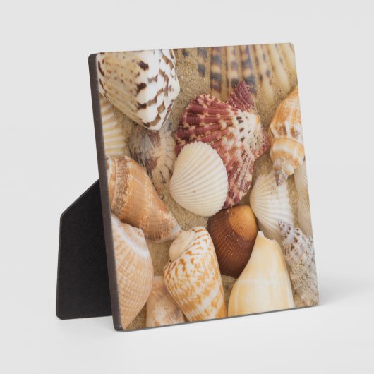 Seashell-Arrangement Fotoplatte (Vorderseite)
