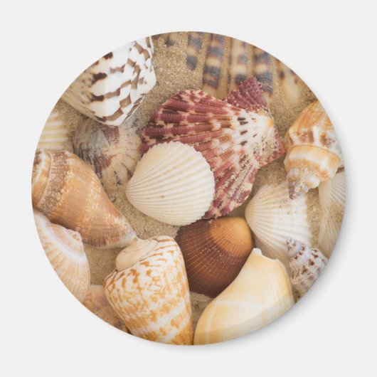 Seashell-Arrangement Magnet (Vorne)