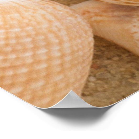 Seashell-Arrangement Poster (Ecke)