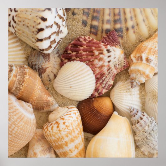 Seashell-Arrangement Poster (Vorne)