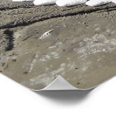 Seashell Art am Strand Poster (Ecke)