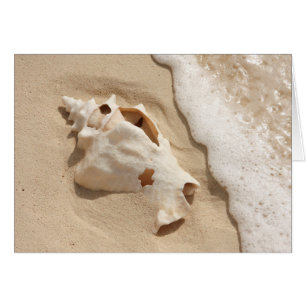 Seashell auf großartiger Türke-karibischer Insel