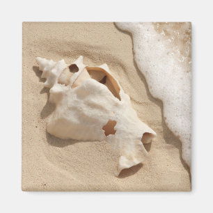 Seashell auf großartiger Türke-karibischer Insel Magnet