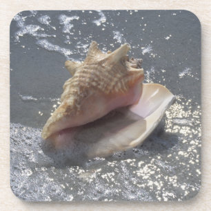 Seashell auf Insel des Strand-  Sanibel, Florida Getränkeuntersetzer