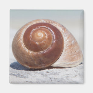 Seashell auf St. Petersburg des Strand- , Florida Magnet