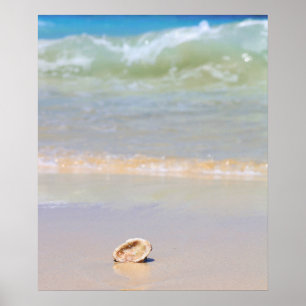 Seashell auf Strand Cabo Verde Poster