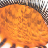 Seashell Aufkleber (Vorderseite)