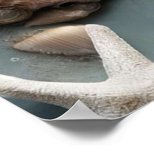 Seashell Coastal Weihnachtsbaum Poster (Ecke)