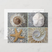 Seashell Collage Postkarte (Vorne/Hinten)