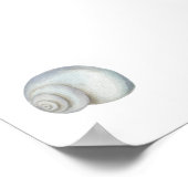Seashell Conch Print Poster (Ecke)