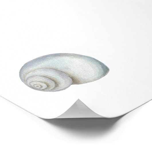 Seashell Conch Print Poster (Ecke)