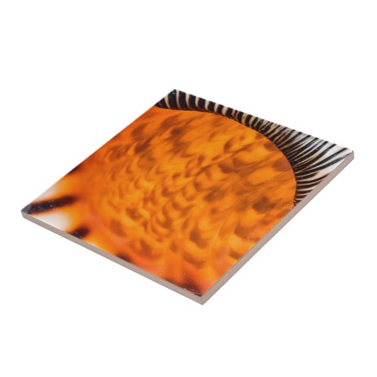 Seashell Fliese (Seite)