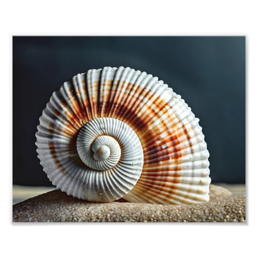 Seashell Foto Print (Vorne)