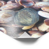 Seashell Foto Print (Ecke)